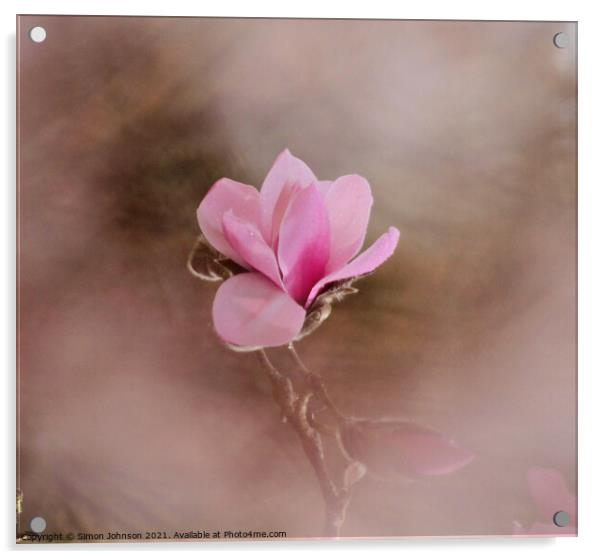 close up of magnolia flower Acrylic by Simon Johnson