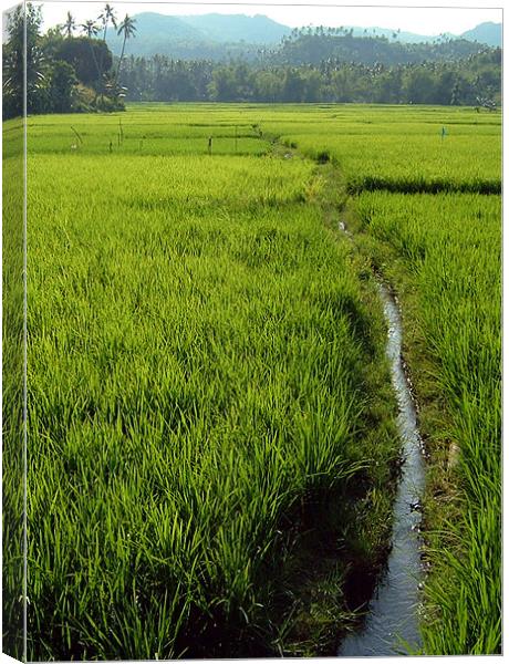 Vibrant Paddy Fields Canvas Print by Serena Bowles