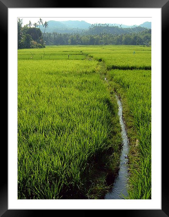 Vibrant Paddy Fields Framed Mounted Print by Serena Bowles