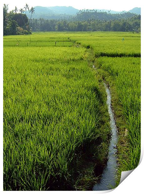 Vibrant Paddy Fields Print by Serena Bowles