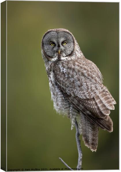 Great Gray Owl Canvas Print by Pam Mullins