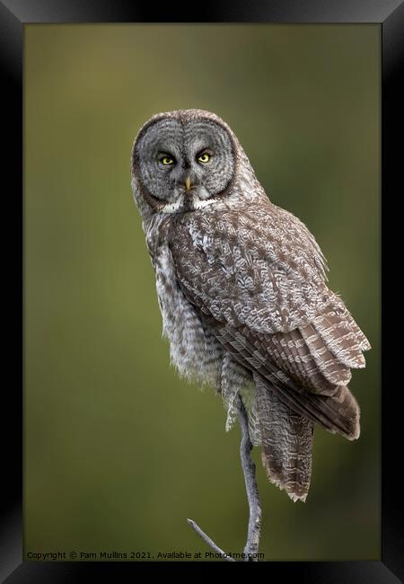 Great Gray Owl Framed Print by Pam Mullins