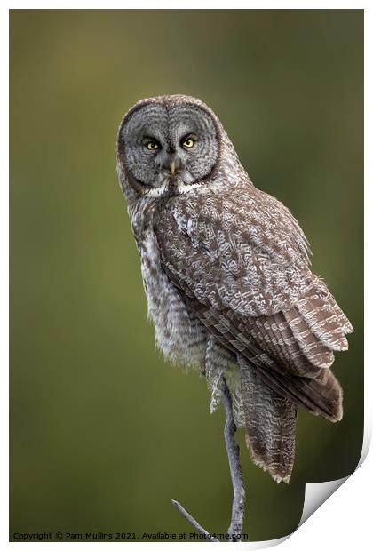 Great Gray Owl Print by Pam Mullins