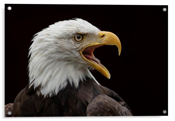 Eagle Portrait Acrylic by Pam Mullins