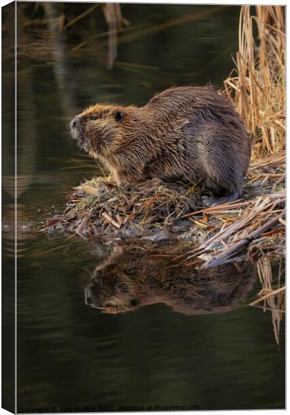  Beaver reflection on water Canvas Print by Pam Mullins