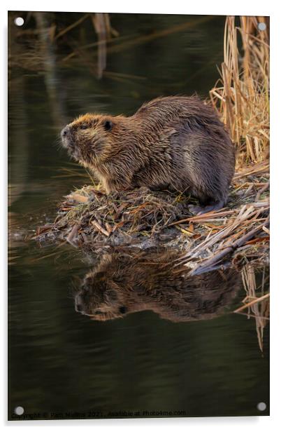  Beaver reflection on water Acrylic by Pam Mullins
