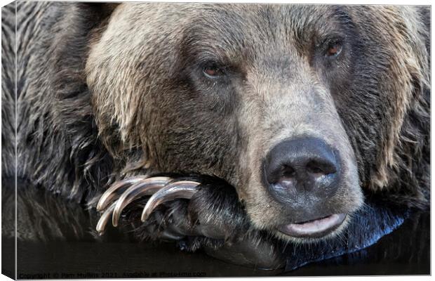 A close up of a brown bear is looking at the camera Canvas Print by Pam Mullins