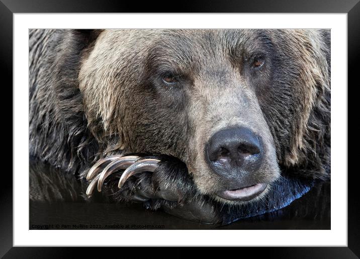 A close up of a brown bear is looking at the camera Framed Mounted Print by Pam Mullins