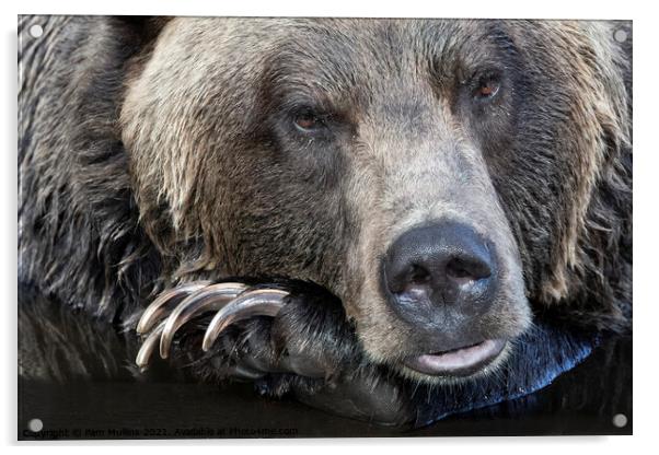 A close up of a brown bear is looking at the camera Acrylic by Pam Mullins