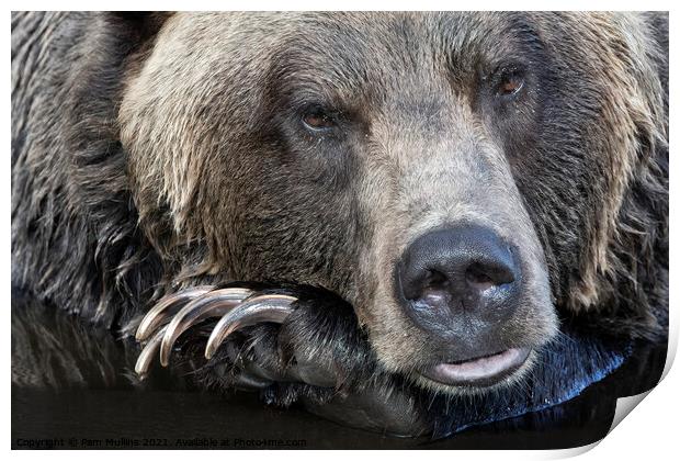 A close up of a brown bear is looking at the camera Print by Pam Mullins