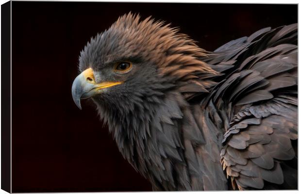  Gloden Eagle Canvas Print by Pam Mullins