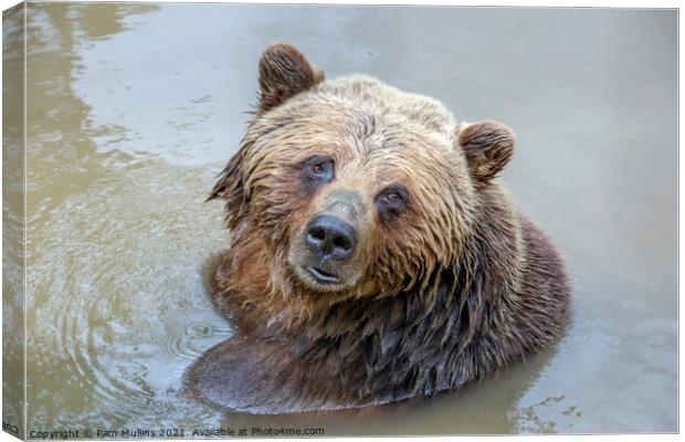 Grizzly Bear Canvas Print by Pam Mullins