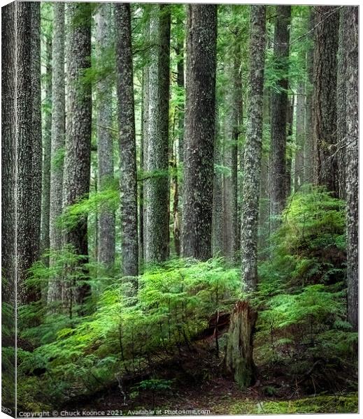 Deep in the forest Canvas Print by Chuck Koonce