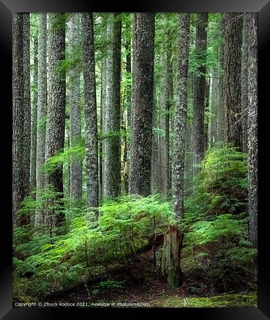 Deep in the forest Framed Print by Chuck Koonce