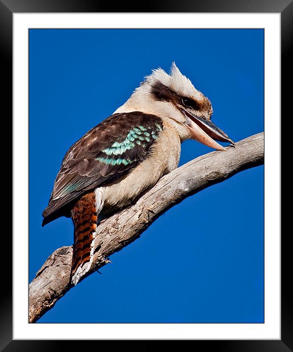 Stay Sharp Framed Mounted Print by Dennis Gay
