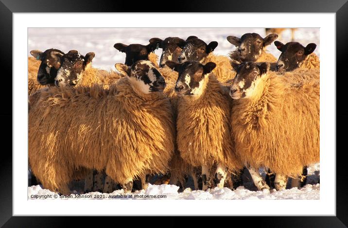 Sheep huddle Framed Mounted Print by Simon Johnson