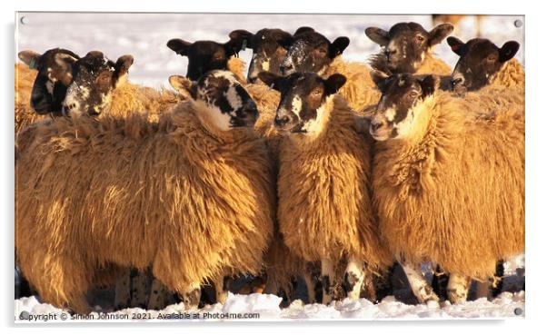 Sheep huddle Acrylic by Simon Johnson