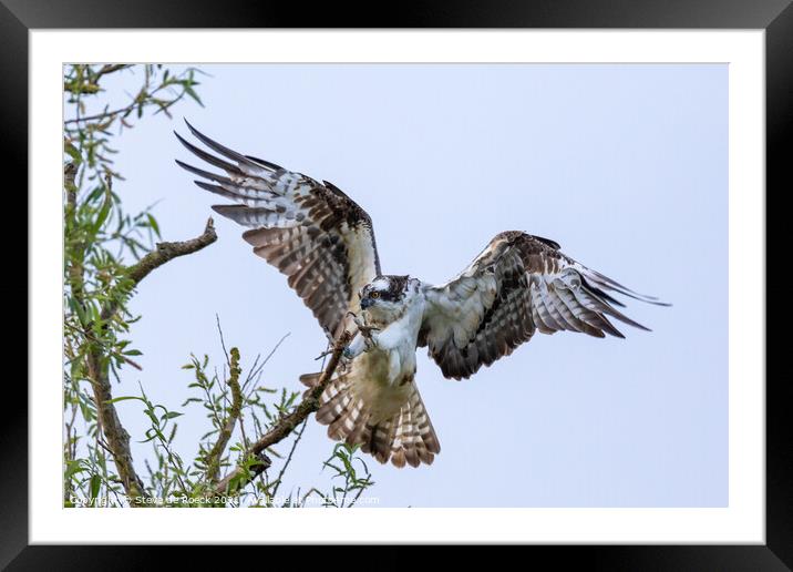 Osprey; Pandion haliaetus Framed Mounted Print by Steve de Roeck