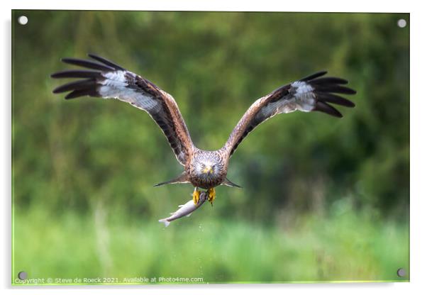 Osprey with prey. Acrylic by Steve de Roeck