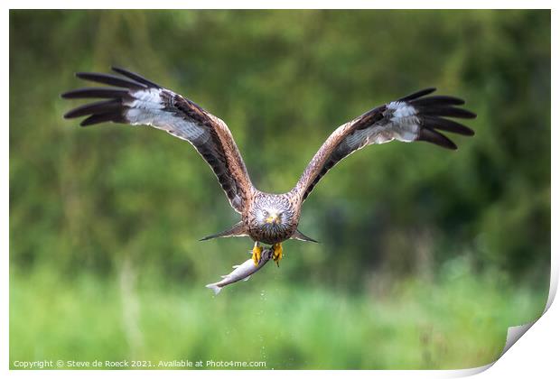 Osprey with prey. Print by Steve de Roeck