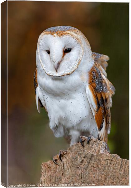 Barn Owl On Perch Canvas Print by Steve de Roeck