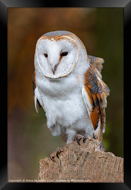 Barn Owl On Perch Framed Print by Steve de Roeck