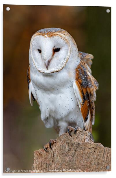 Barn Owl On Perch Acrylic by Steve de Roeck