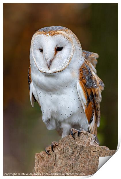 Barn Owl On Perch Print by Steve de Roeck