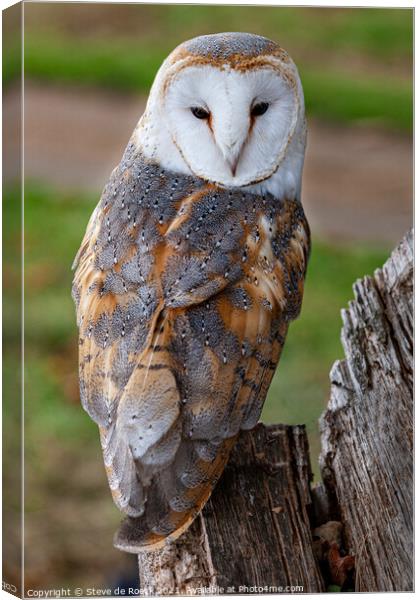 Close up of a barn owl showing its feather pattern Canvas Print by Steve de Roeck