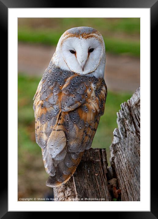 Close up of a barn owl showing its feather pattern Framed Mounted Print by Steve de Roeck