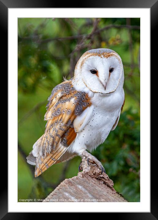 Barn Owl; Tyto alba Framed Mounted Print by Steve de Roeck