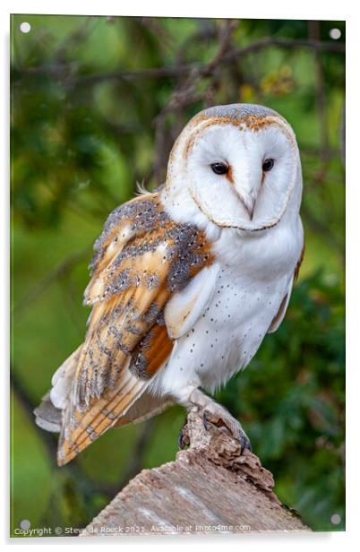 Barn Owl; Tyto alba Acrylic by Steve de Roeck