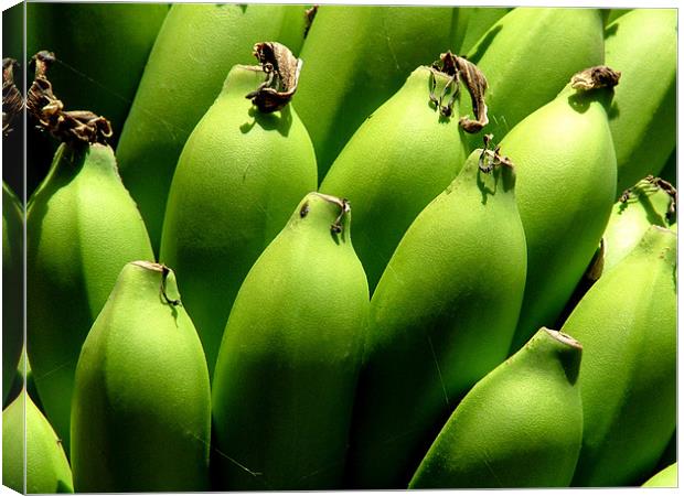 Bunch of Green Bananas on Tree, India Canvas Print by Serena Bowles