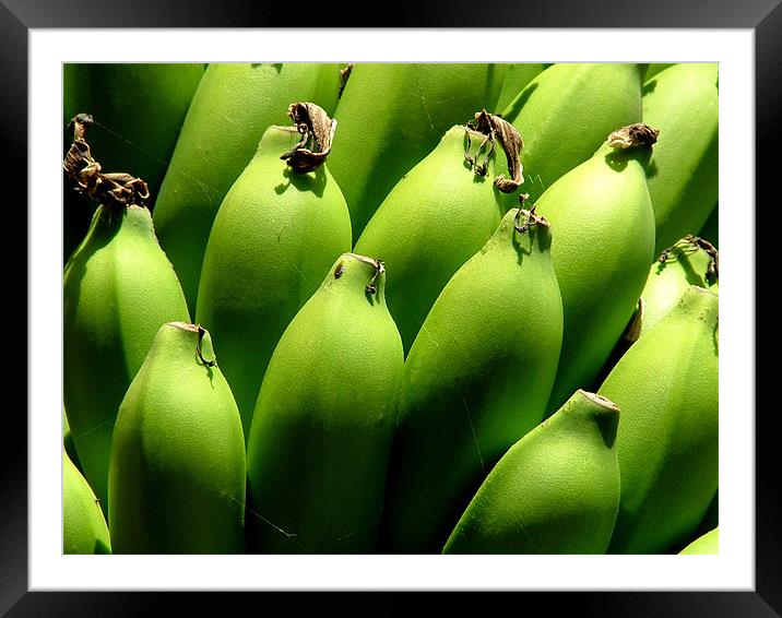 Bunch of Green Bananas on Tree, India Framed Mounted Print by Serena Bowles