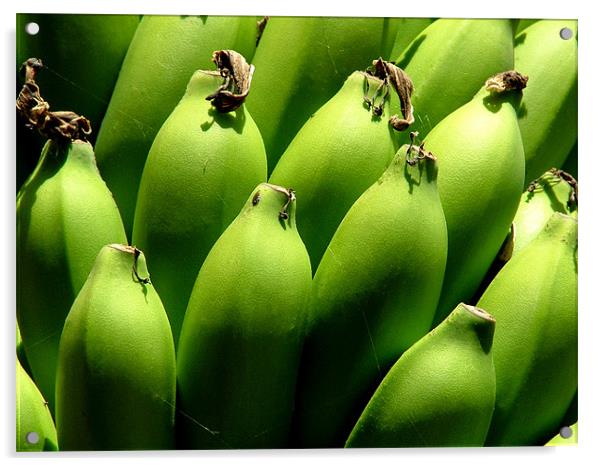 Bunch of Green Bananas on Tree, India Acrylic by Serena Bowles