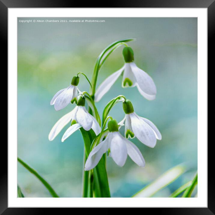 Pretty Snowdrops Framed Mounted Print by Alison Chambers