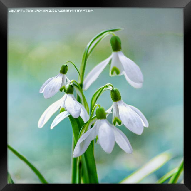 Pretty Snowdrops Framed Print by Alison Chambers