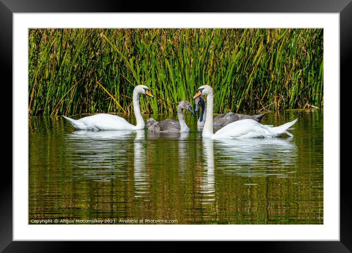 Adult swans with cygnets in reed bed, Scotland Framed Mounted Print by Angus McComiskey
