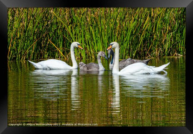 Adult swans with cygnets in reed bed, Scotland Framed Print by Angus McComiskey