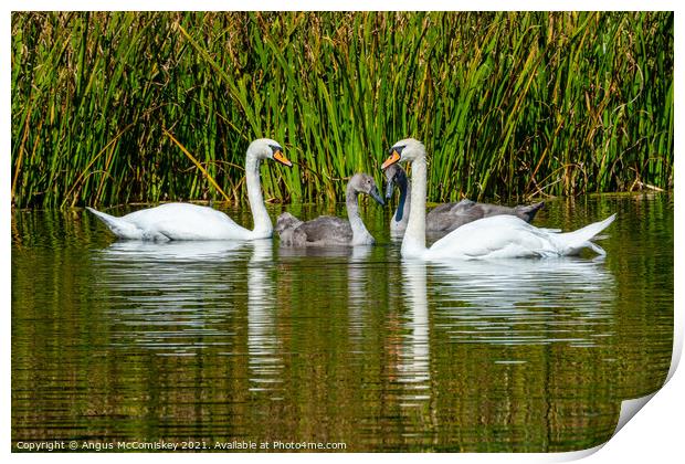 Adult swans with cygnets in reed bed, Scotland Print by Angus McComiskey
