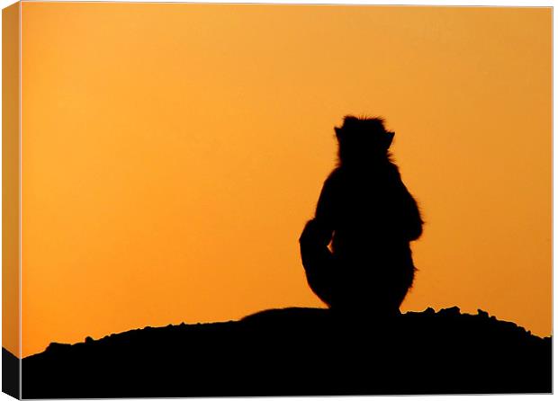 Sunset Silhouette of Macaque Monkey, Badami, Karna Canvas Print by Serena Bowles