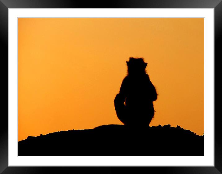 Sunset Silhouette of Macaque Monkey, Badami, Karna Framed Mounted Print by Serena Bowles