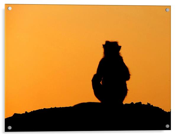 Sunset Silhouette of Macaque Monkey, Badami, Karna Acrylic by Serena Bowles
