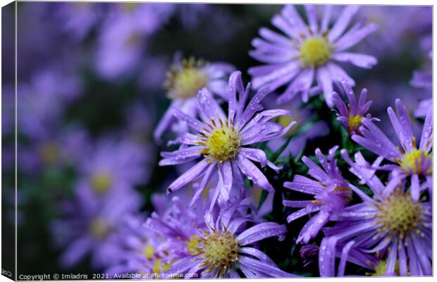 Lovely Soft Purple Aster Flowers Canvas Print by Imladris 