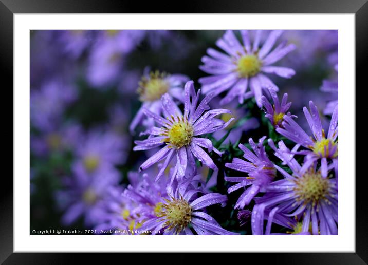 Lovely Soft Purple Aster Flowers Framed Mounted Print by Imladris 