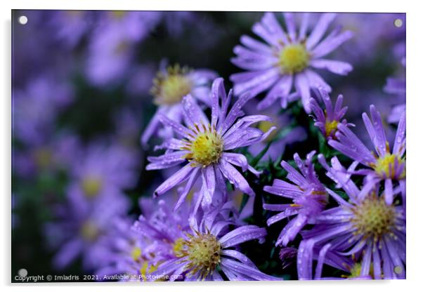 Lovely Soft Purple Aster Flowers Acrylic by Imladris 