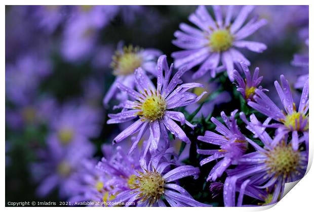 Lovely Soft Purple Aster Flowers Print by Imladris 