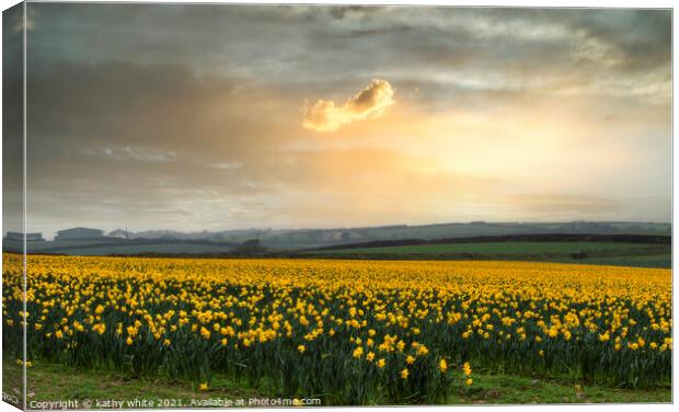 Daffodils fields,yellow daffodil Canvas Print by kathy white