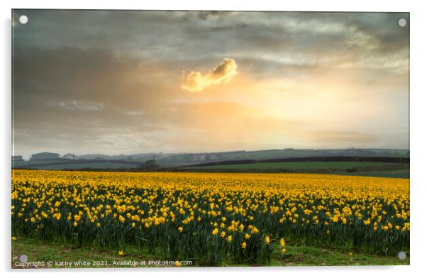Daffodils fields,yellow daffodil Acrylic by kathy white