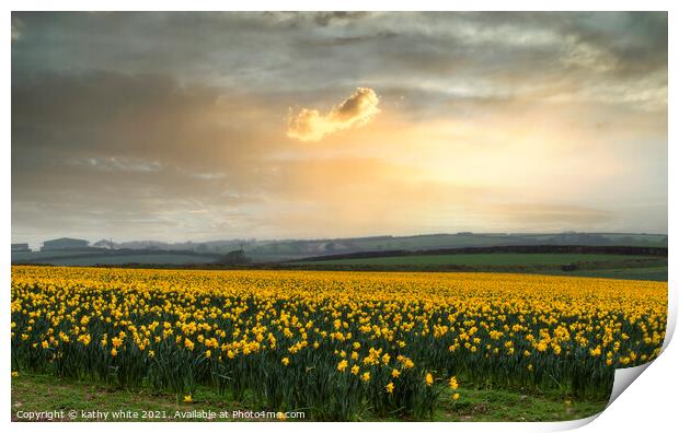 Daffodils fields,yellow daffodil Print by kathy white